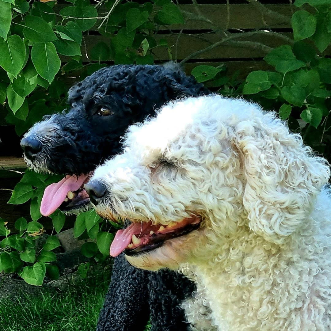Perro Rizado