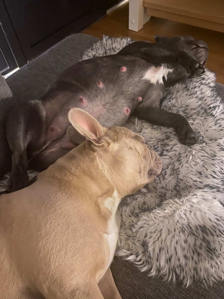 Gaso’s kennel