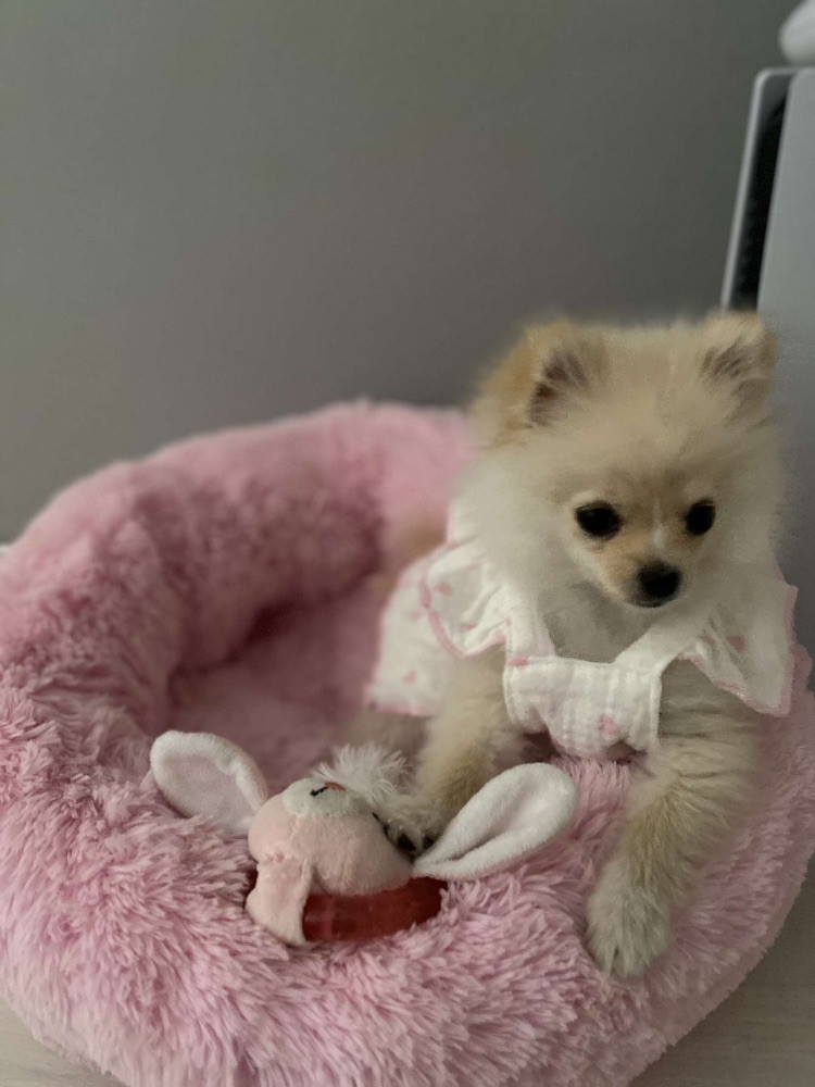 Pomeranian