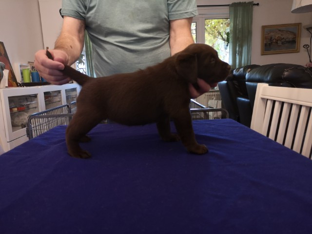 Labrador Retriever