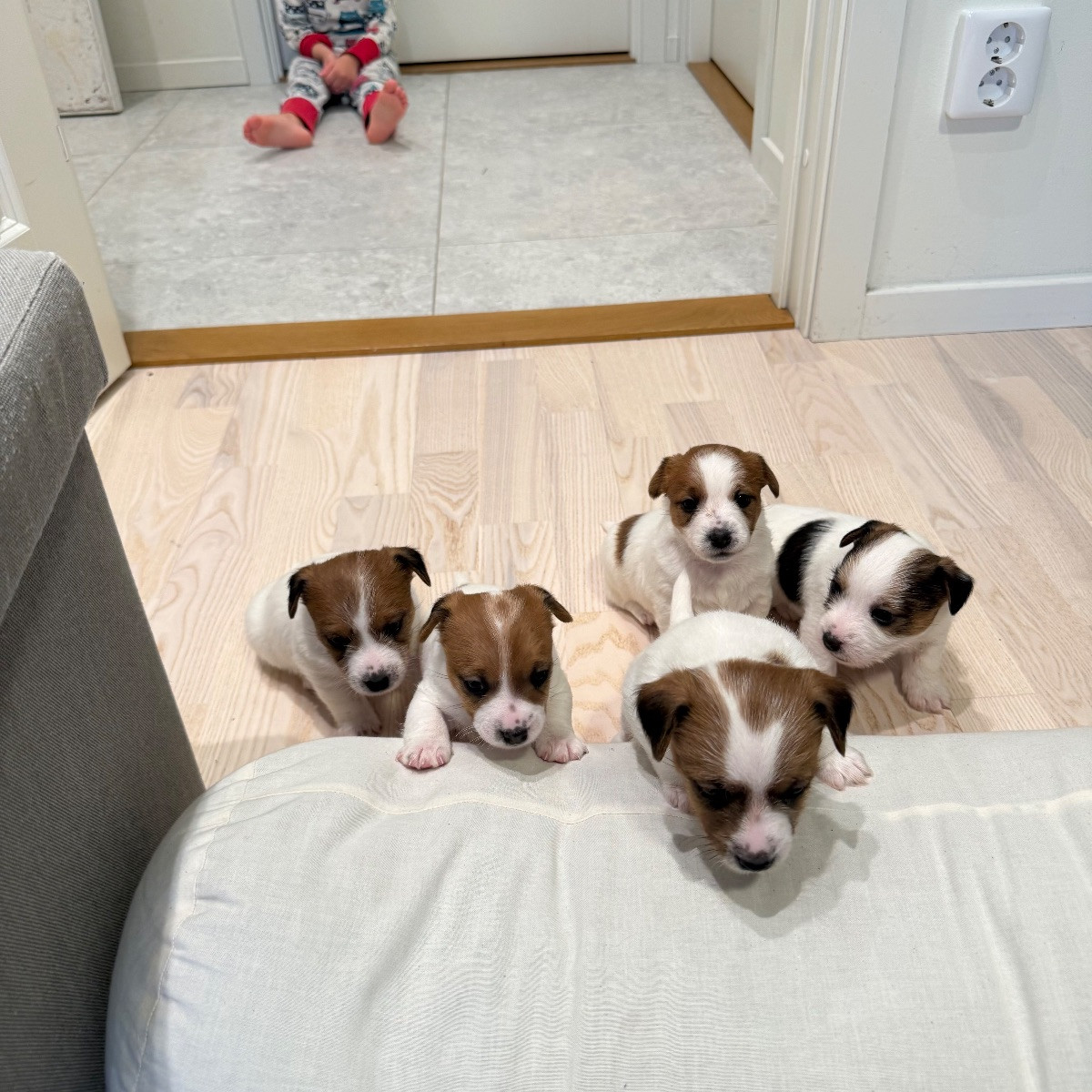 Jack Russell Terrier · 2025-11-21 · Värmdö · Ingela J.