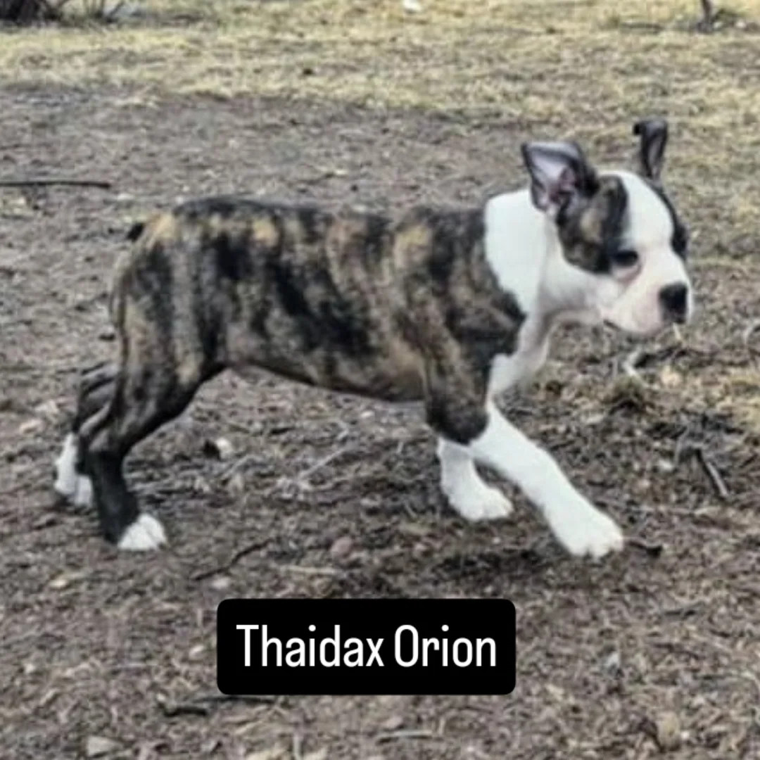 Thaidax