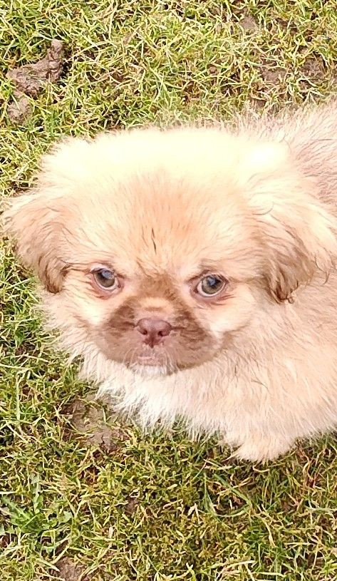 Tibetansk spaniel