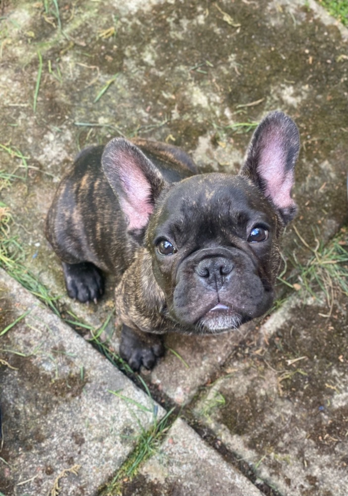 Fransk bulldog