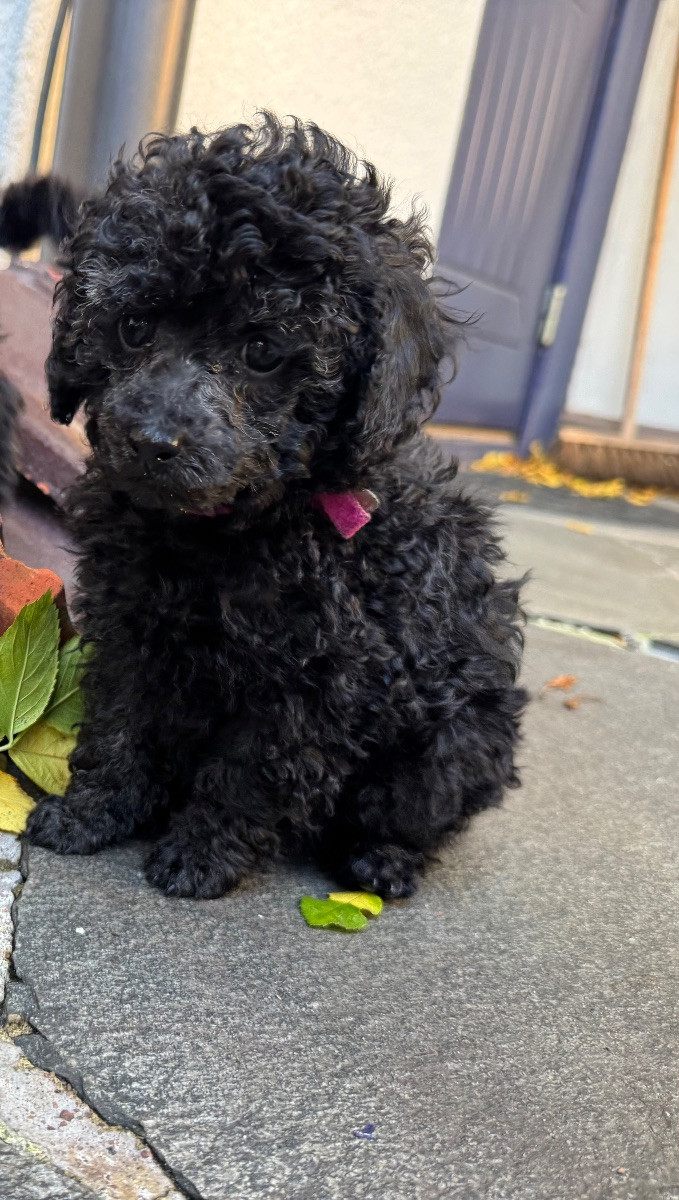 Miniature Poodle · 2025-09-25 · Ystad · Anna B.