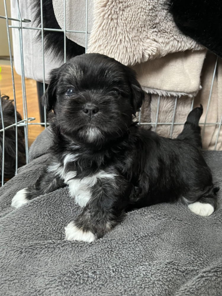 Lhasa apso , Bishon havanais