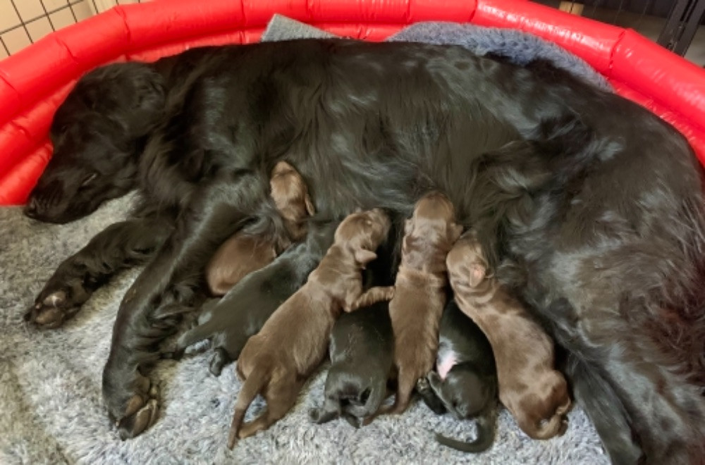 Flat Coated Retriever