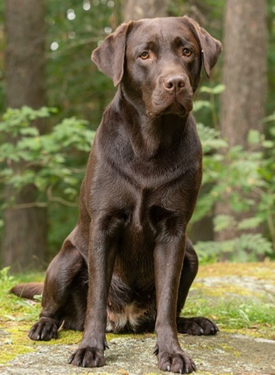 Piontassens kennel