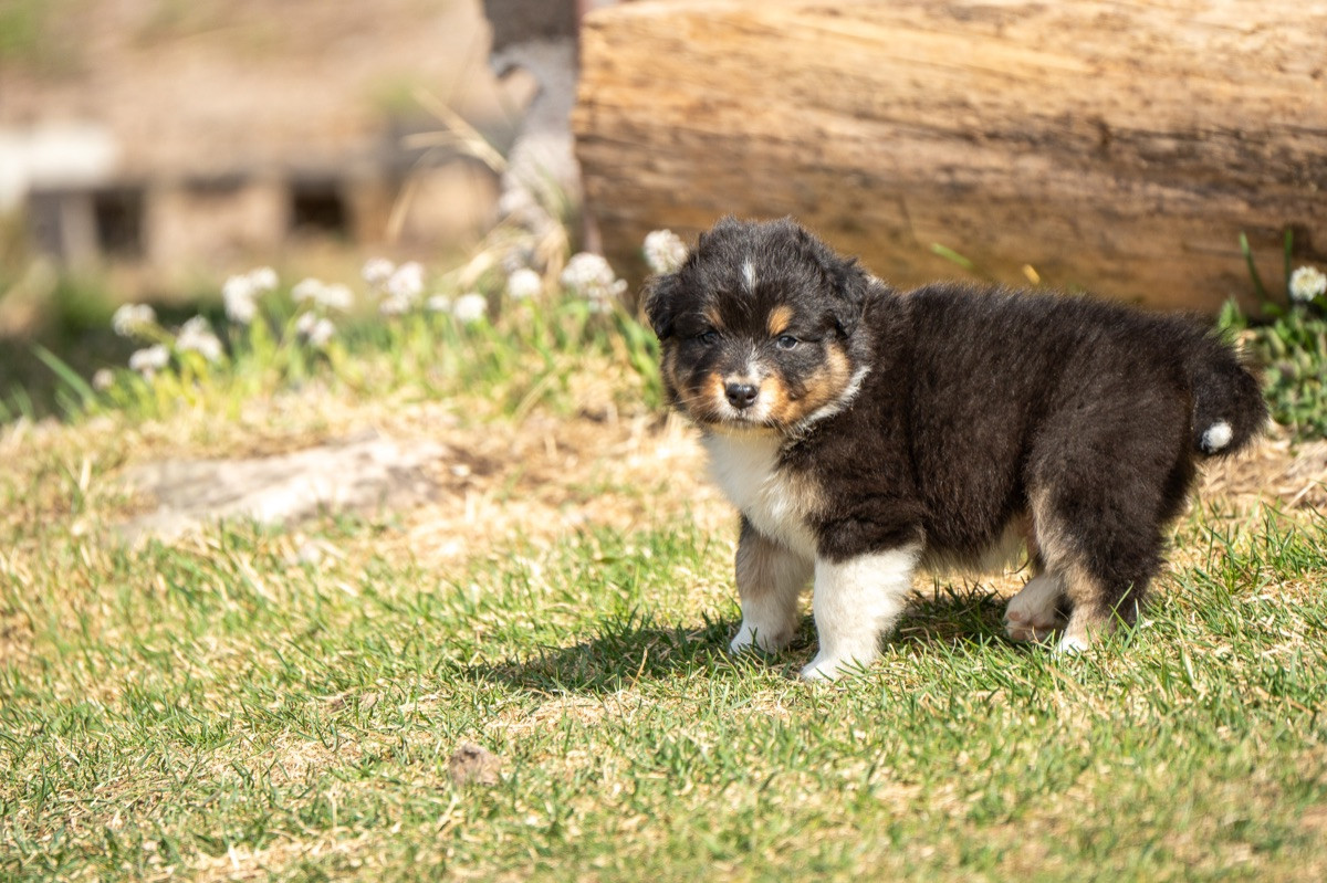 Maple Force Aussies