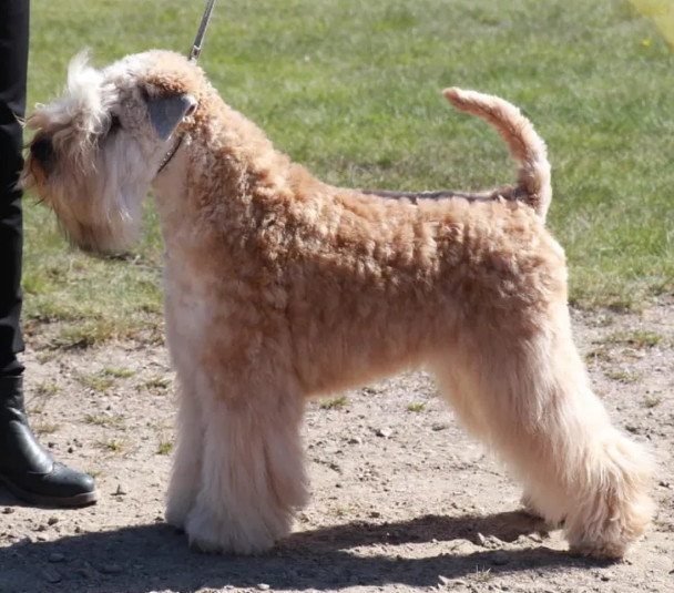 Coredogs