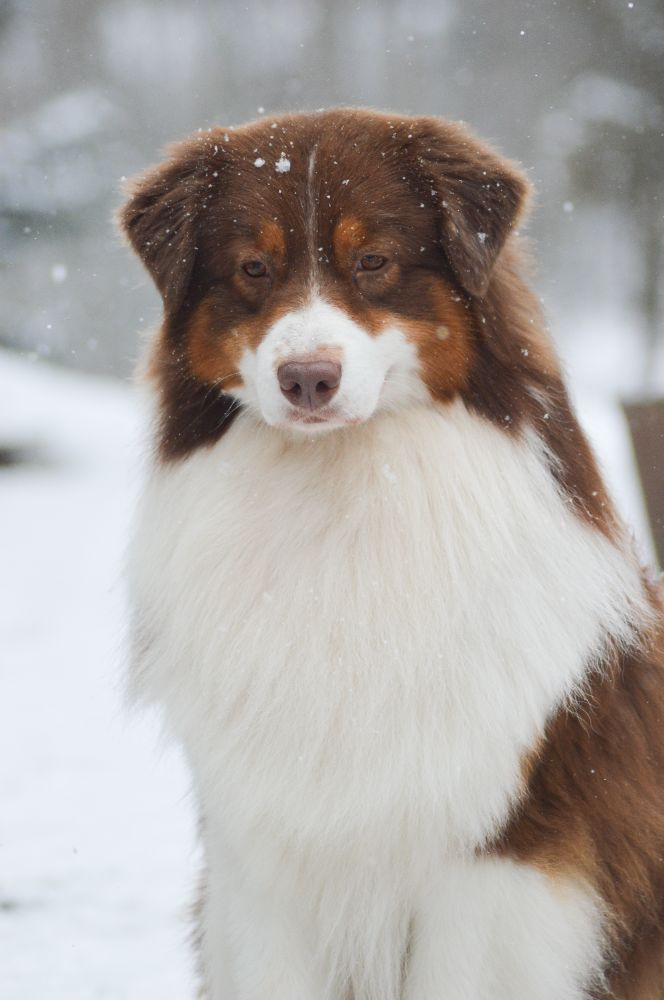 Australian Shepherd