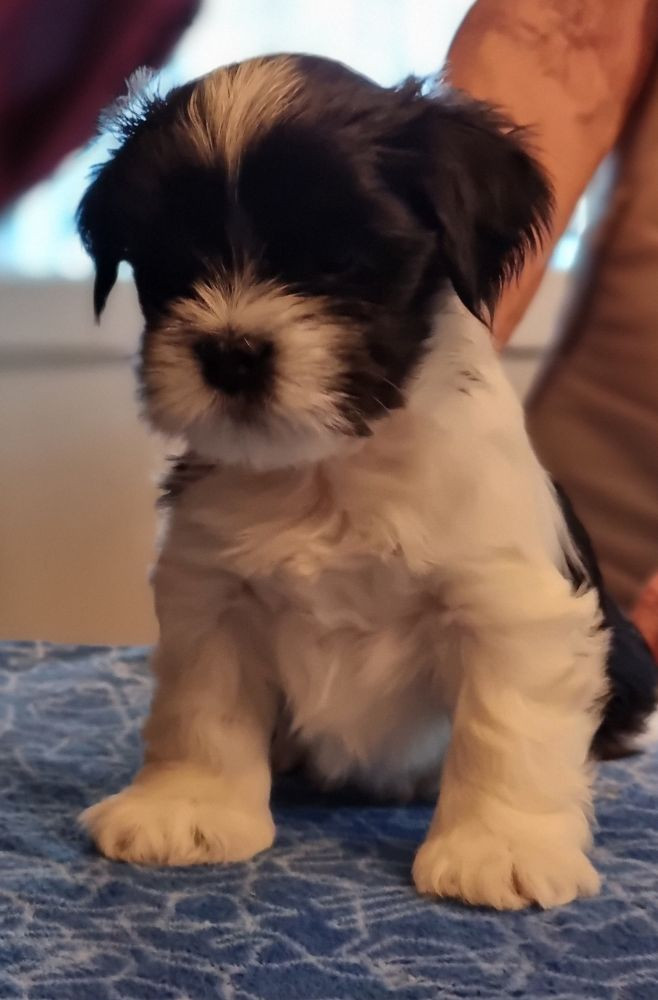 Lhasa Dreams