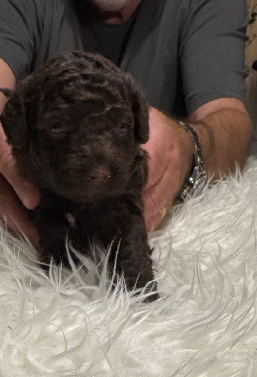 Spanish Water Dog (Perro de Agua Espanol)