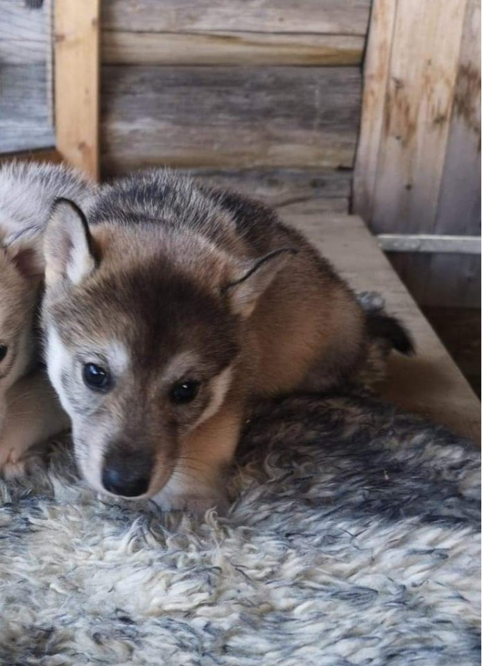 Lilltorpets Husky