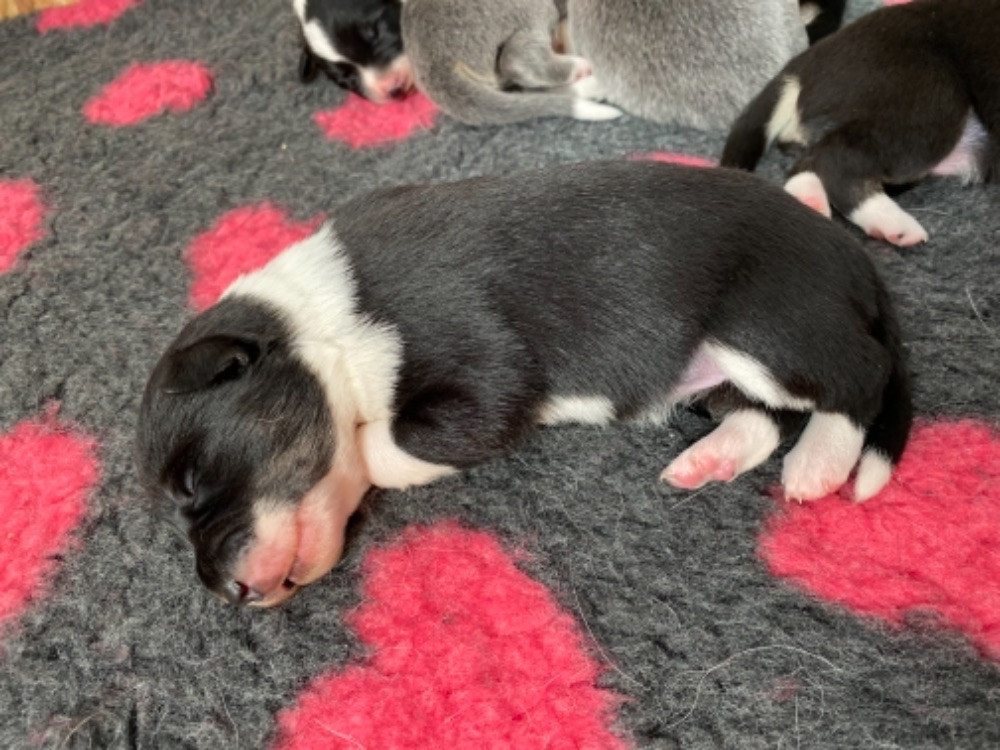 Border collie