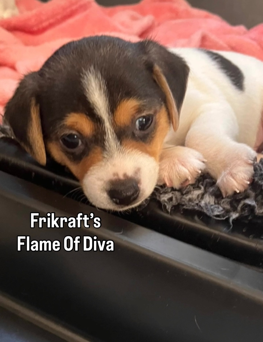Frikraft’s kennel