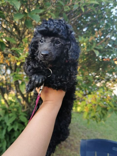 Medium Poodle