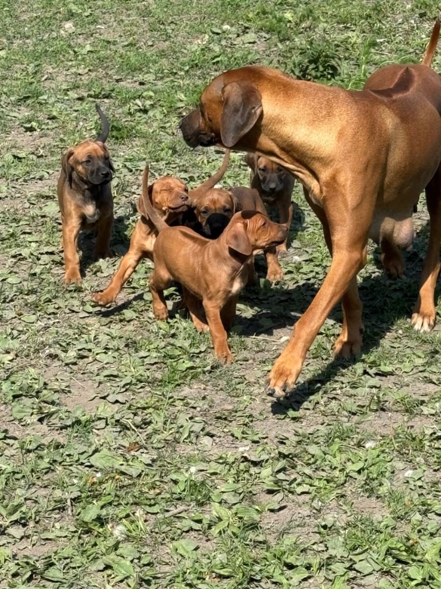 Rhodesian Ridgeback