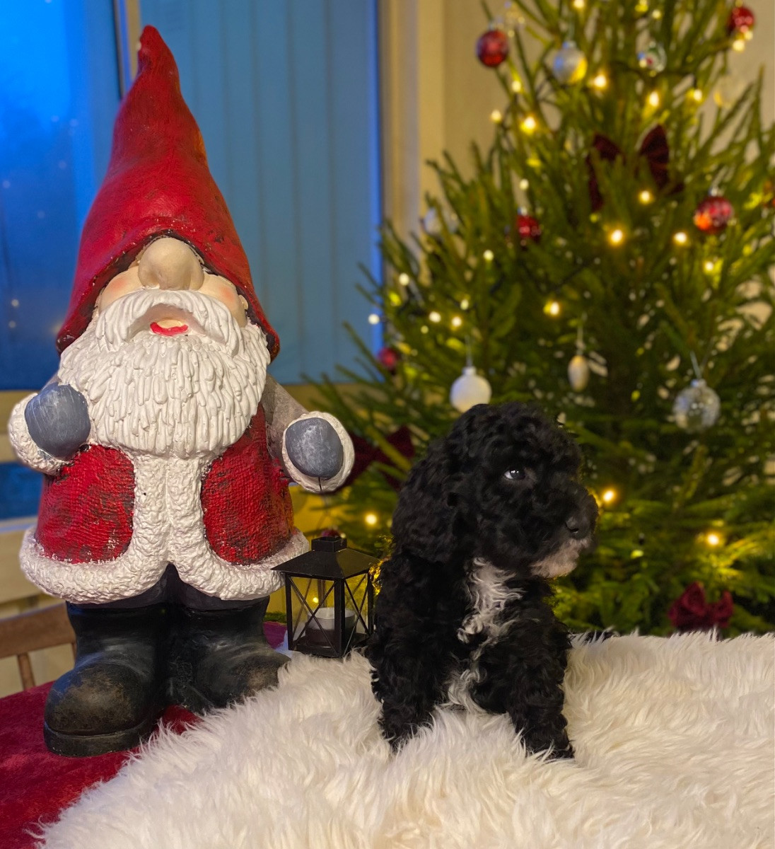 Spanish Water Dog (Perro de Agua Espanol)