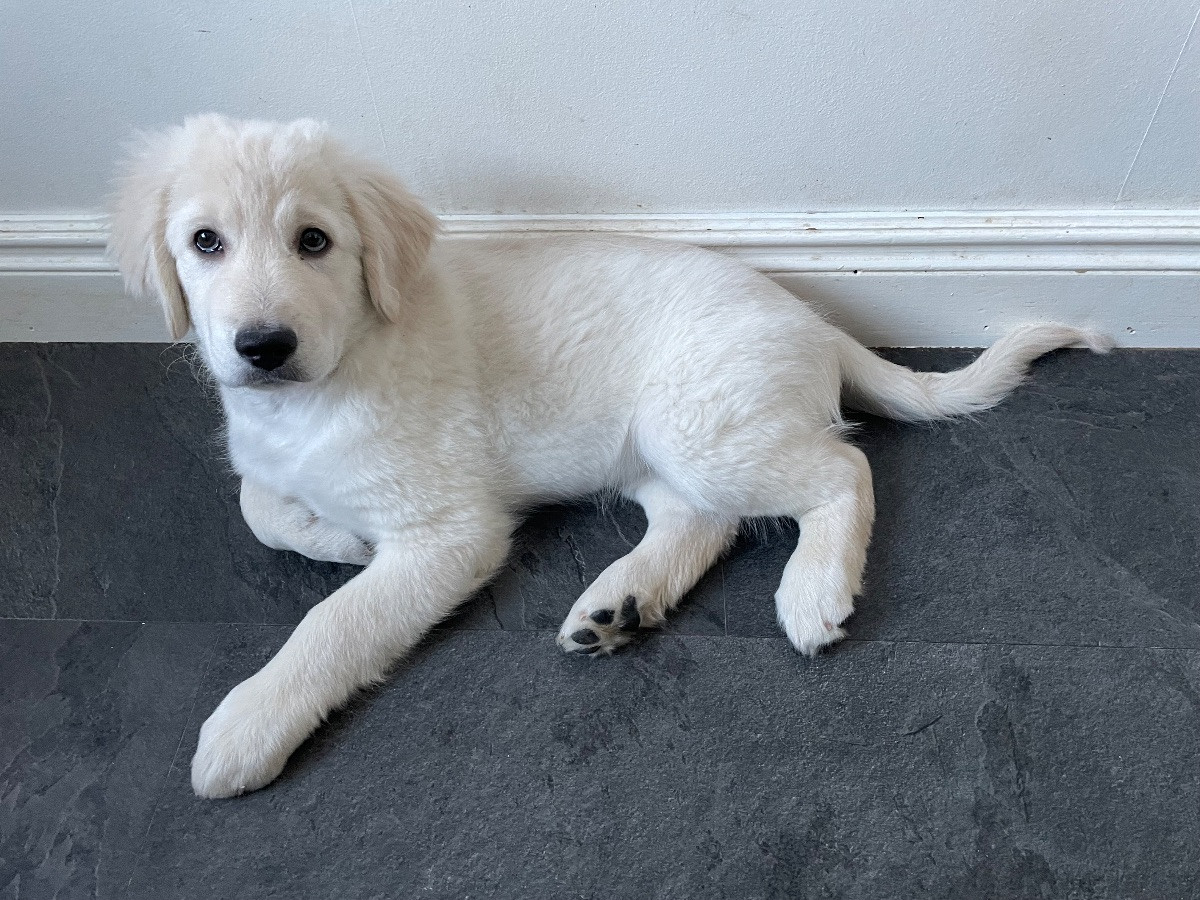 Labradoodle · 2026-01-11 · Skultuna · Björn M.