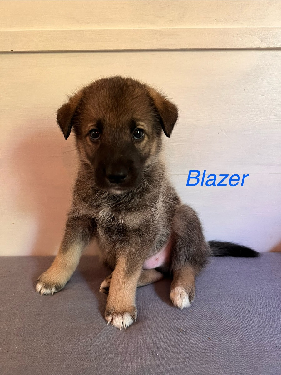 Gråhund, jämthund, norrbottenspets, stövare, laika