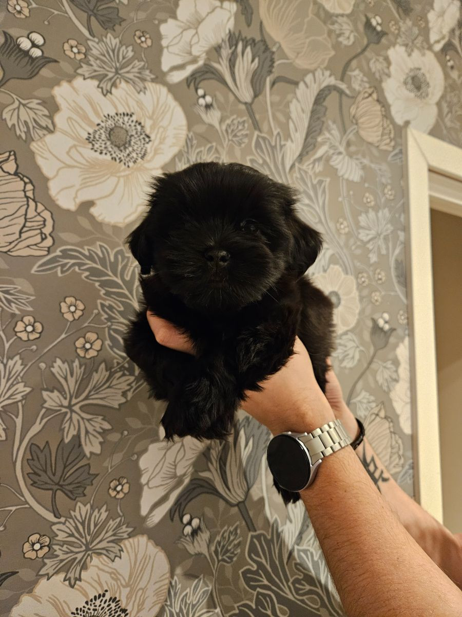 Lady tzu's