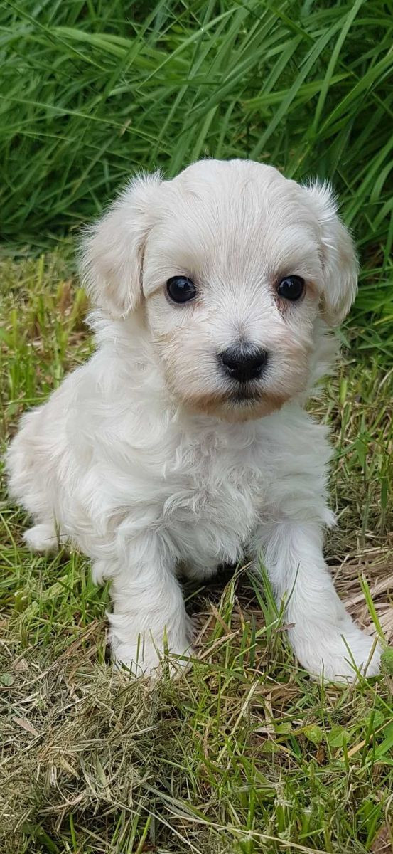 Maltipoo