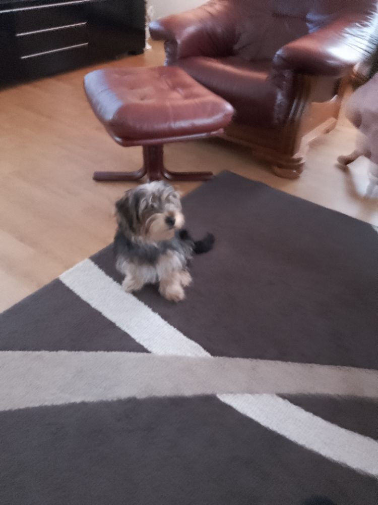 Mimi