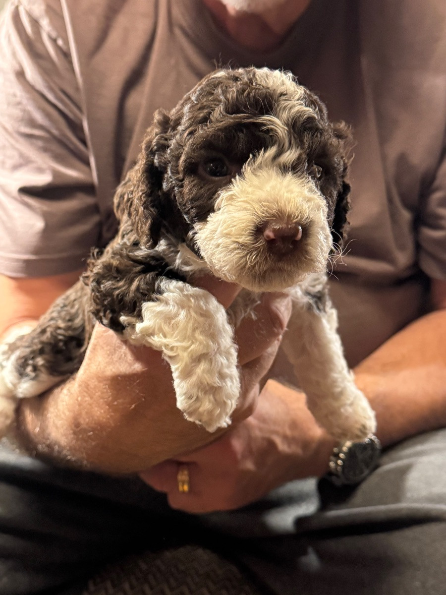 Spanish Water Dog (Perro de Agua Espanol)