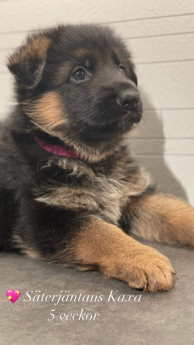 Kennel Säterjäntan