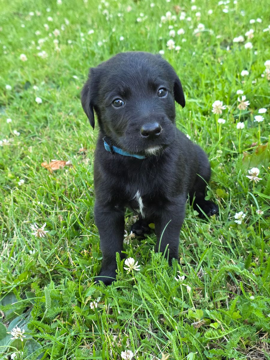 Labrador-bordercollie