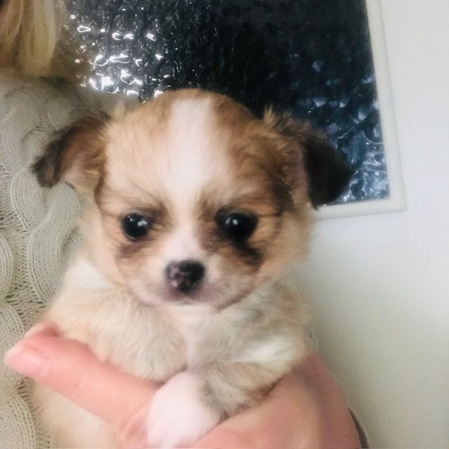 Fluffers