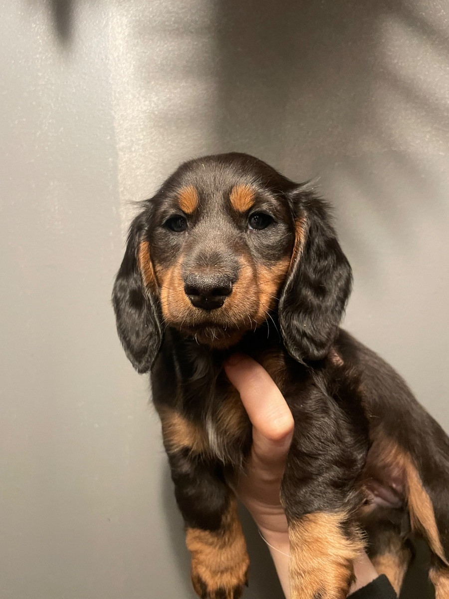 Dachshund