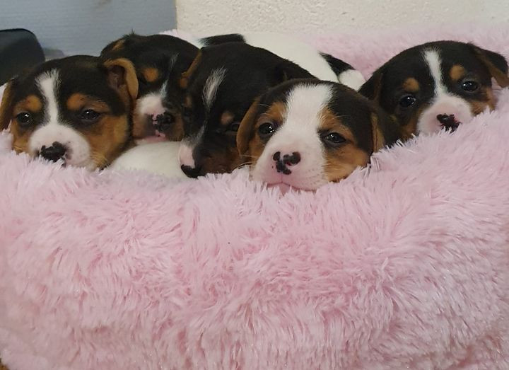 Dansk-svensk gårdshund