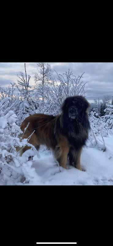 Leonberger