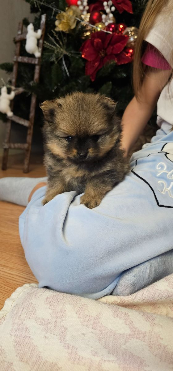 Pomeranian · 2025-11-21 · Enköping · Pomsik Rakaaig