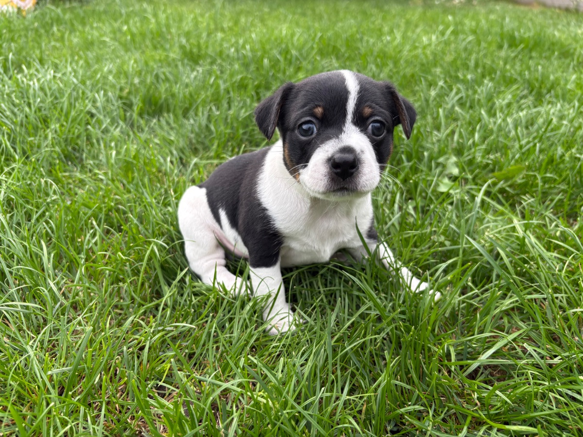 Dansk-svensk gårdshund