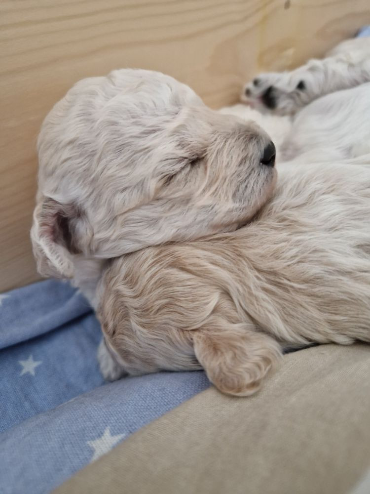 Maltipoo