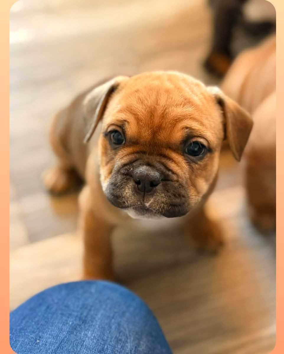 Fransk bulldog · 2025-09-24 · Trosa · Carina S.