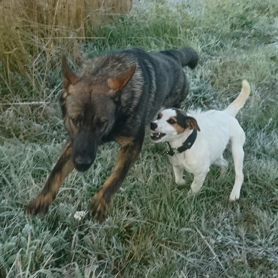 Parson Russell Terrier
