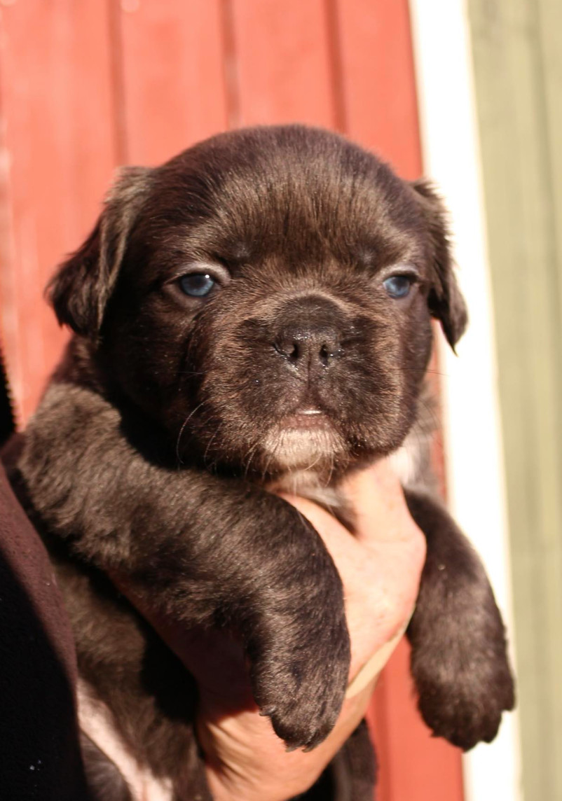 Fransk bulldog