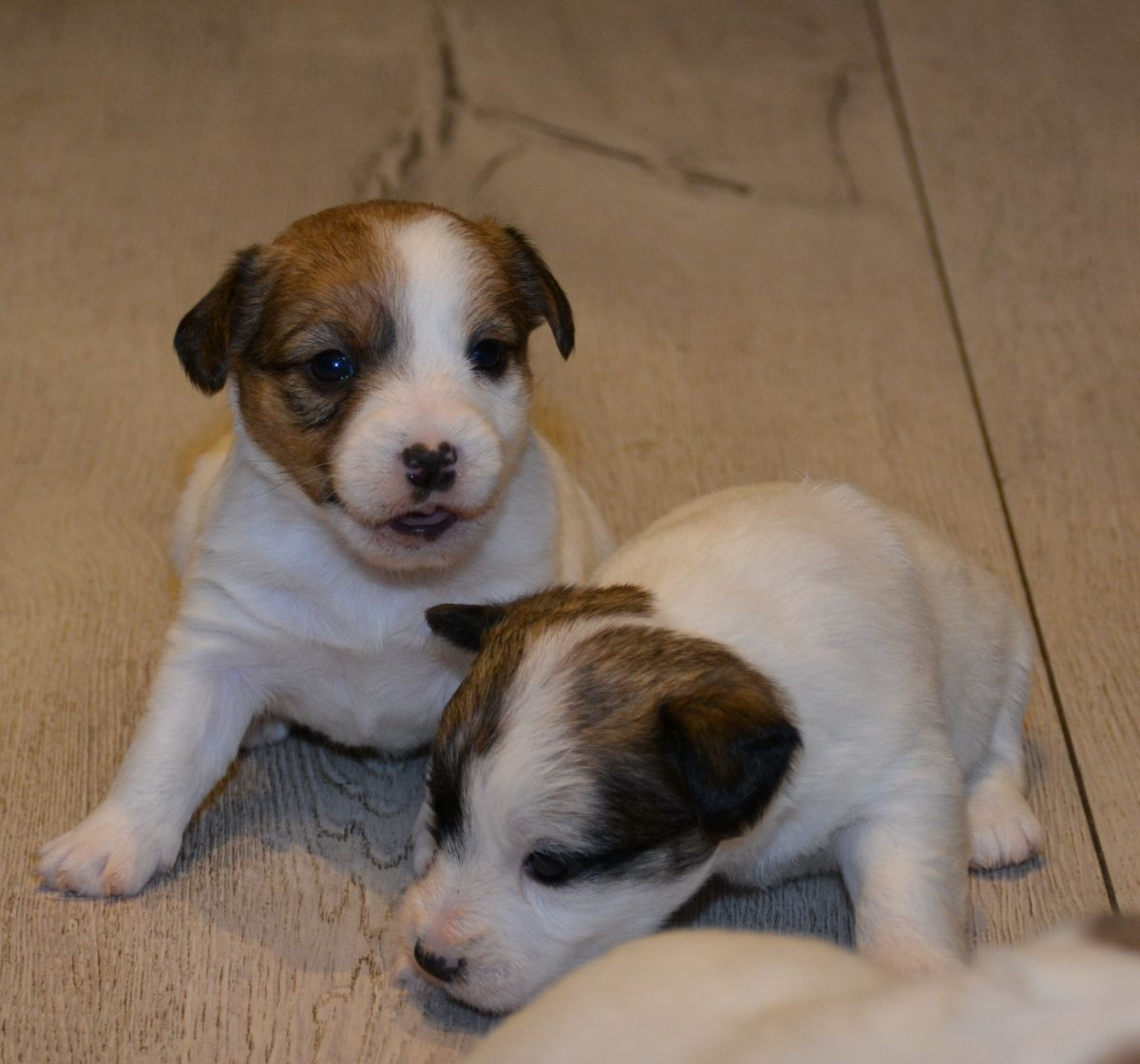 Kennel Ell-Ell's