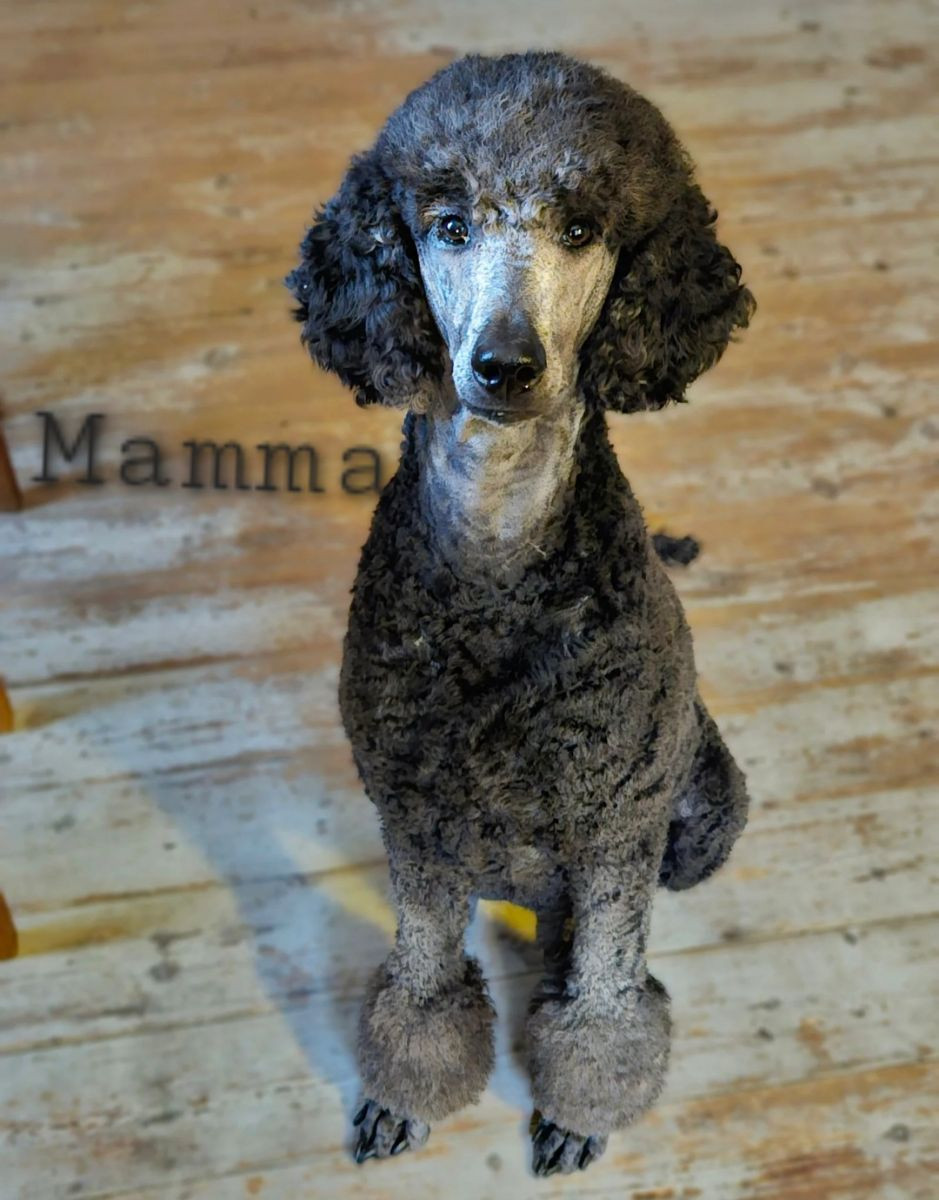 Standard Poodle