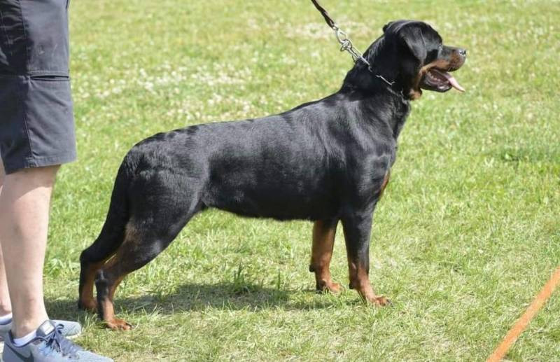 Balkan Iko’s Rottiss