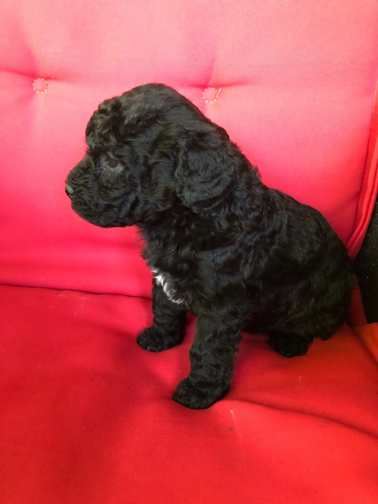 PUGOTTO * pudel/lagotto*