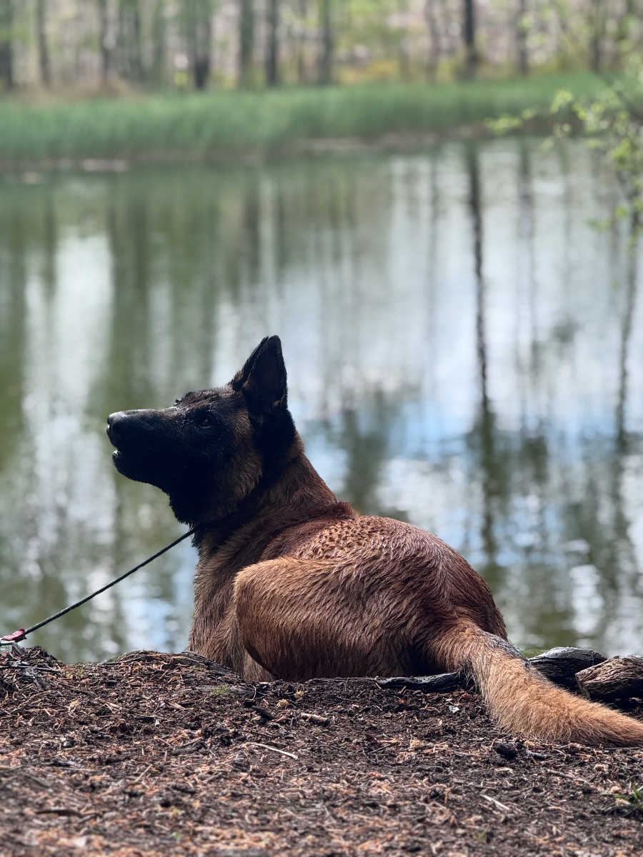 Handler of paws