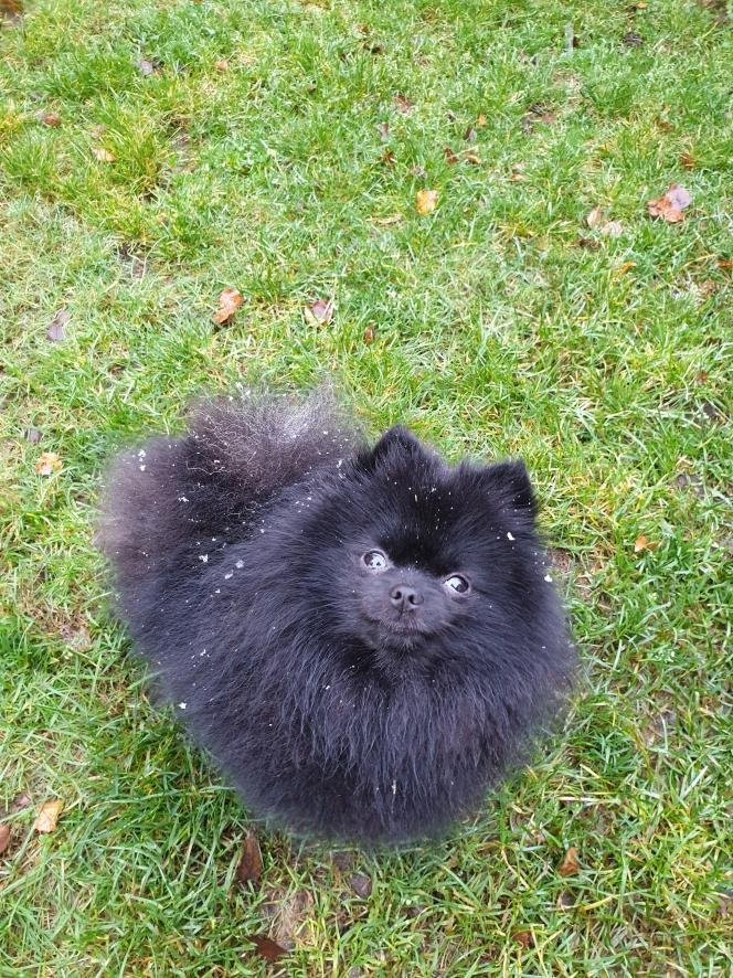 Nipper Tippa Kennel