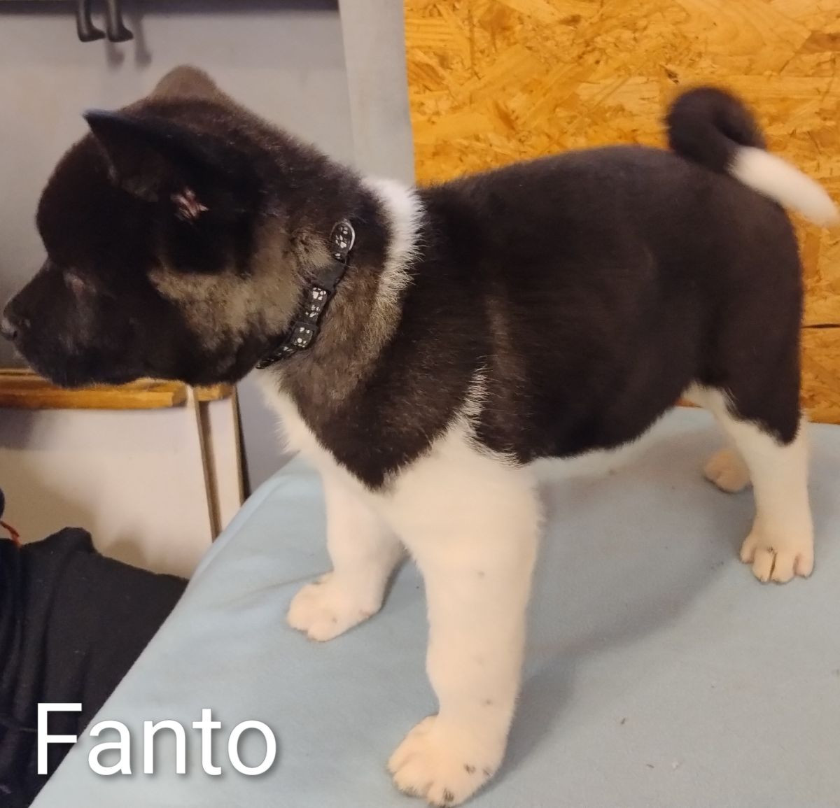 American Akita