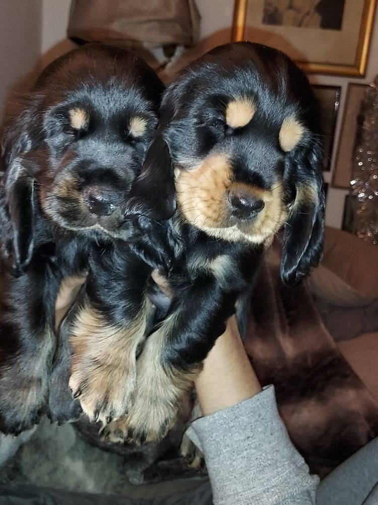 Valentinas Glam Dogs