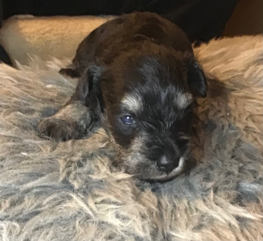 Miniature Schnauzer